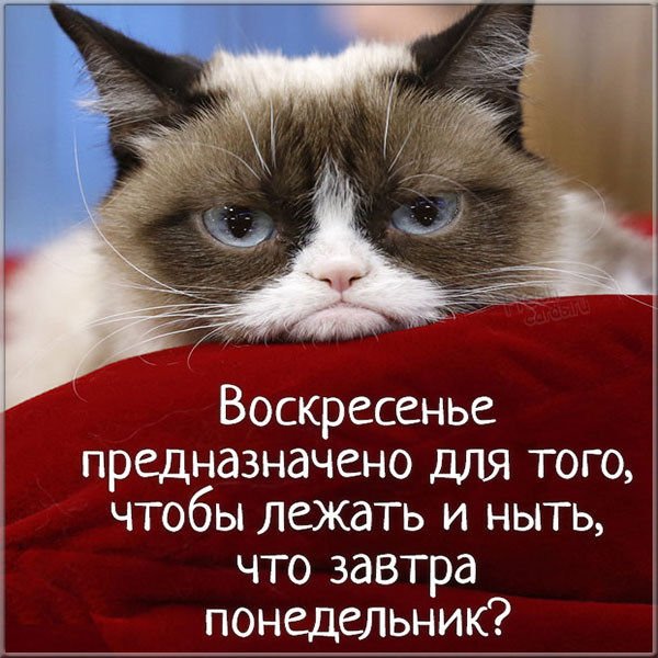 Воскресенье приколы