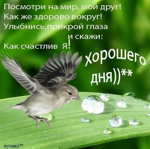Цитаты про утро