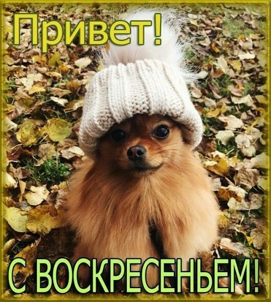 Доброго воскресного дня прикольные