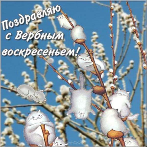 Поздравляю с Вербным воскресеньем и кот