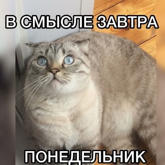 Завтра понедельник