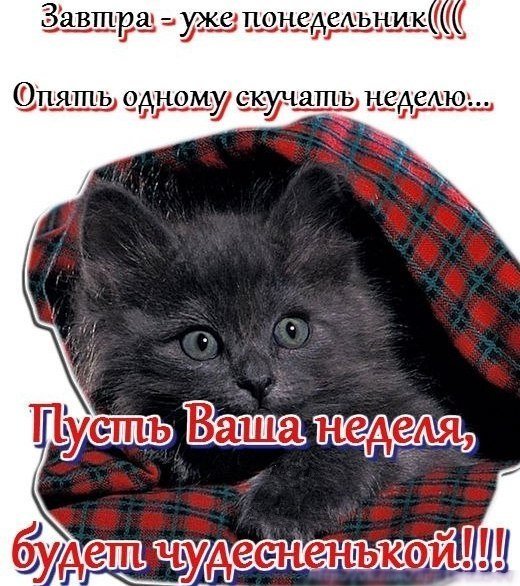 Спокойной ночи завтра понедельник
