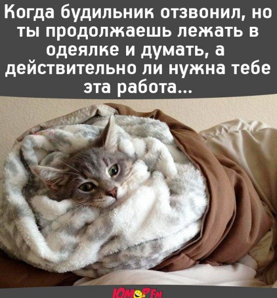 Утренние шутки для настроения