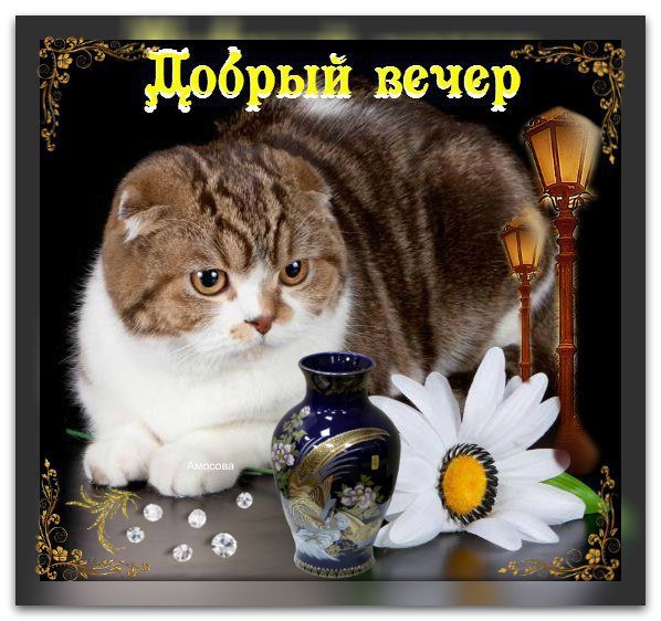 Добрый вечер с котиками