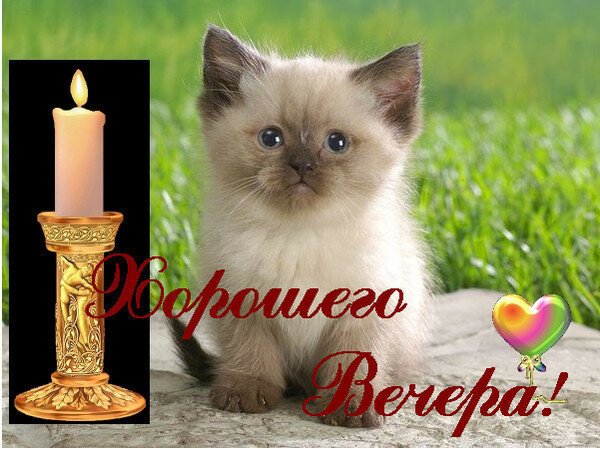 Добрый вечер с котиками