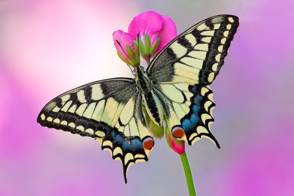Картинки бабочка (39 фото)