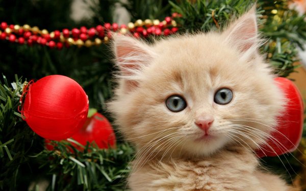 Новогодний кот