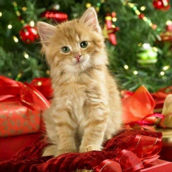 Новогодний кот
