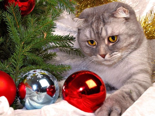 Кошачий новый год