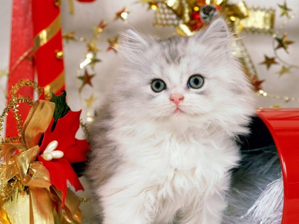 Новогодний кот