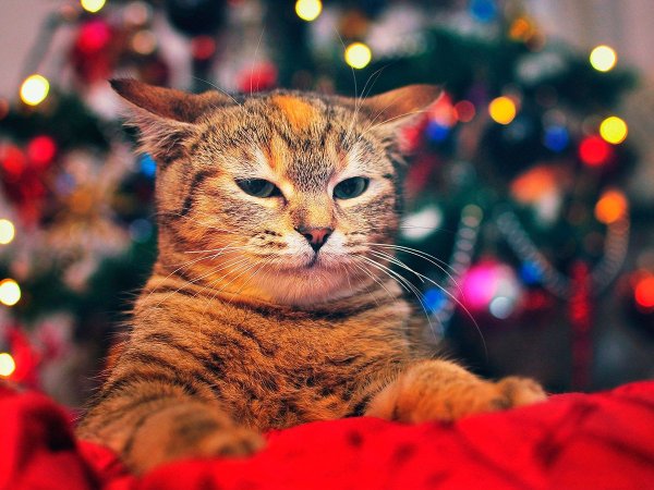 Кот новый год