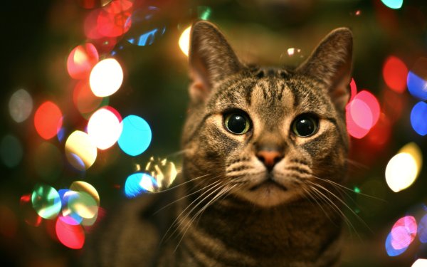 Новогодние коты