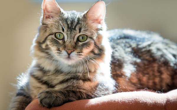 Полосатая кошка