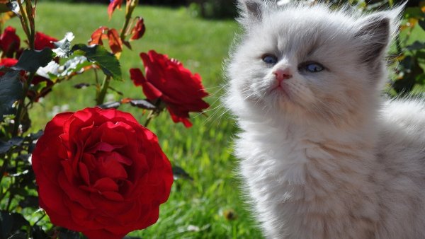 Котёнок с цветком