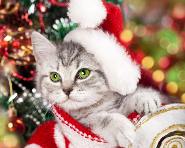 Котята в новогодних шапочках