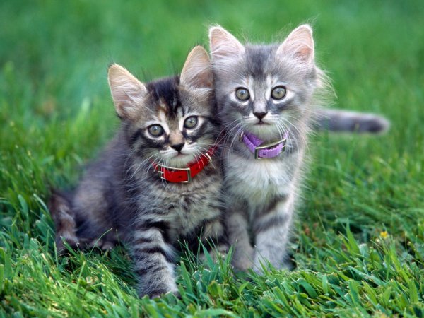Забавные котята