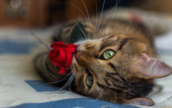 Котики фото