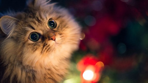 Заставка котики