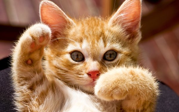 Милый котик