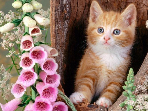 Красивый котяра