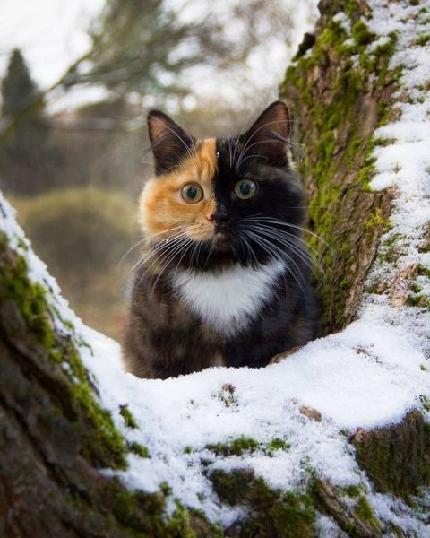 Красивый кот