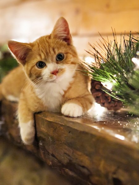 Красивые котики