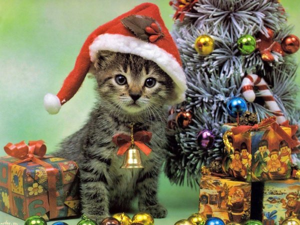 Новогодние коты