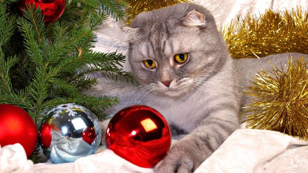 Новогодний кот