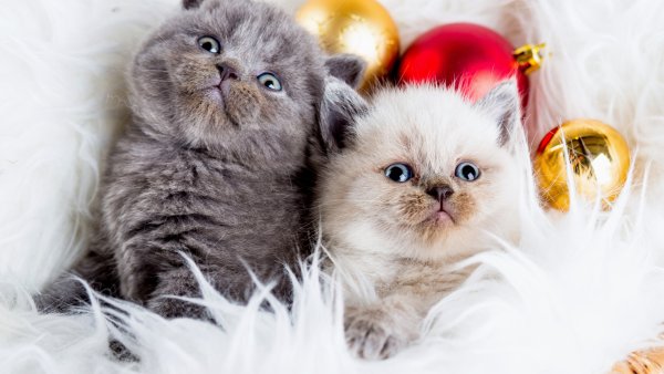 Новогодние котята