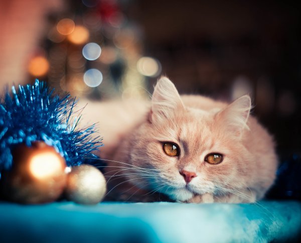 Новогодние коты