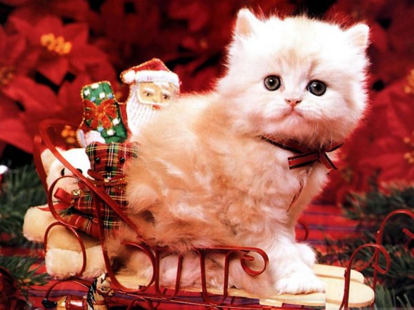 Новогодняя кошечка