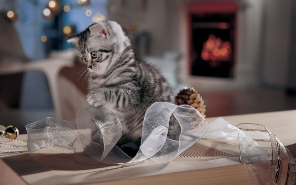 Котенок на столе