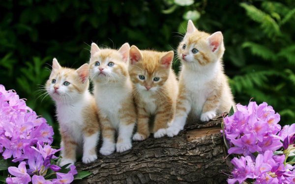 Разноцветная кошка