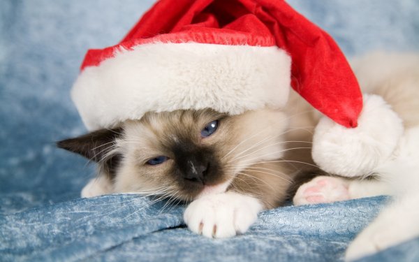 Новогодний кот