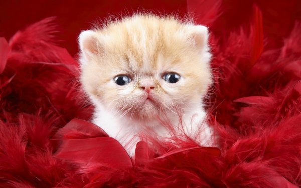 Милые котята