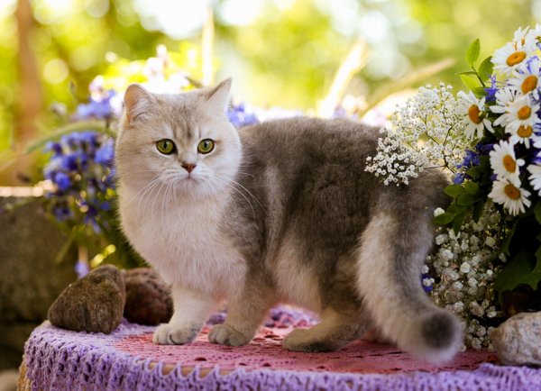 Красивые котики