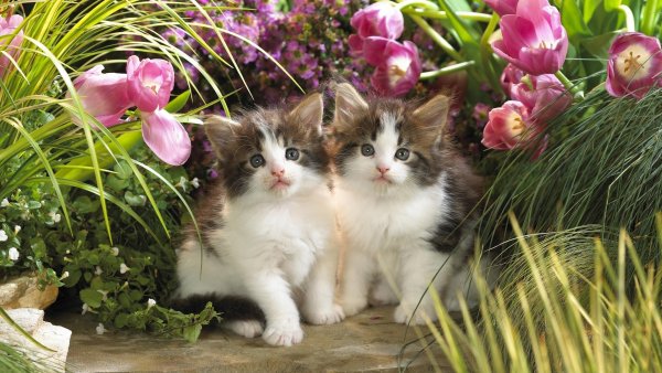 Красивые котята