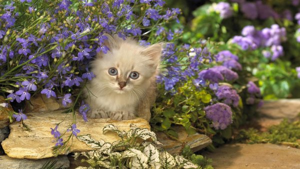 Кошечка в цветах