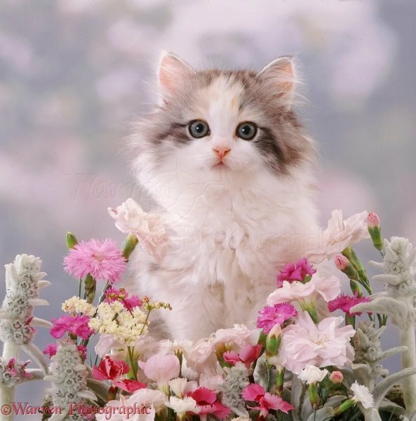 Красивые котики