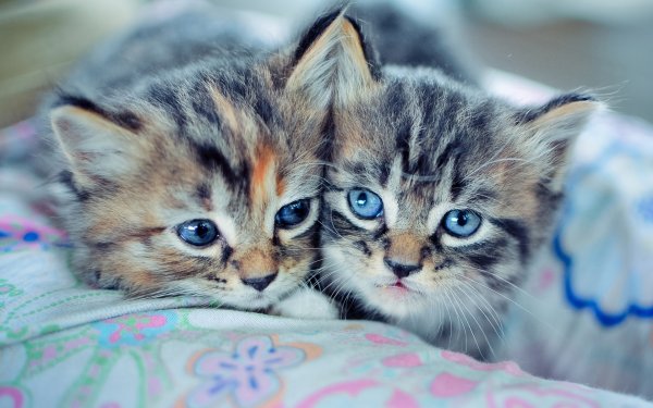Красивые котята