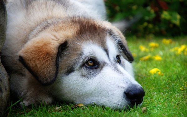 Собаки фото красивые