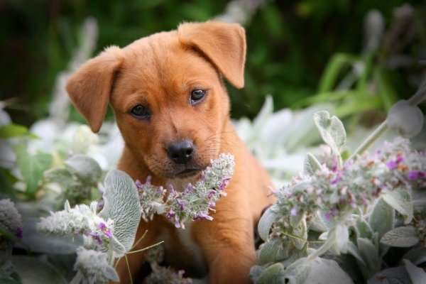 Красивые щенки