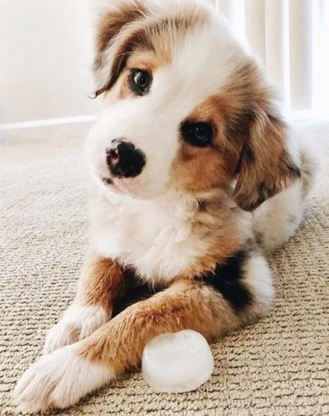 Милая собака