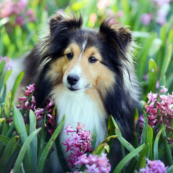 Колли собака