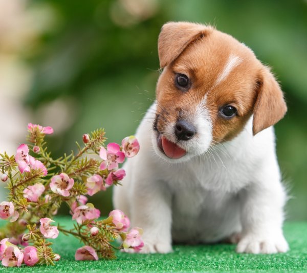 Джек Рассел терьер щенок милый