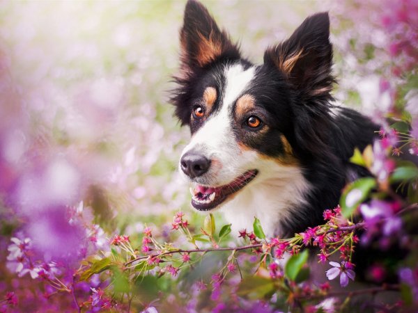 Бордер колли Весна