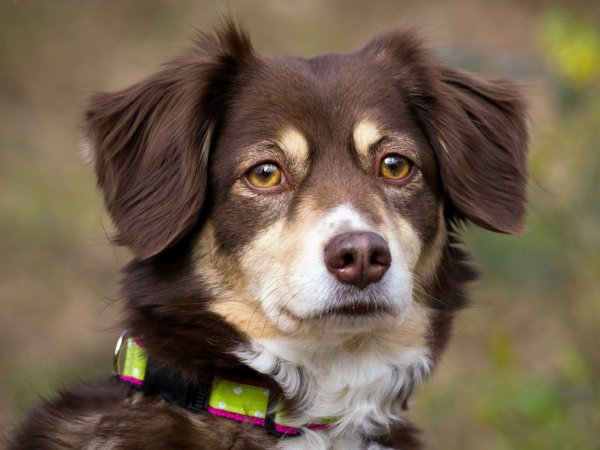 Морда собаки