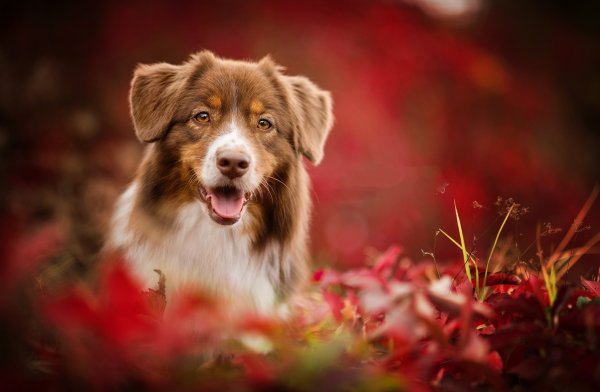 Красивые собаки