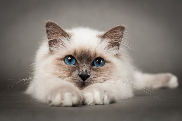 Birman Cat