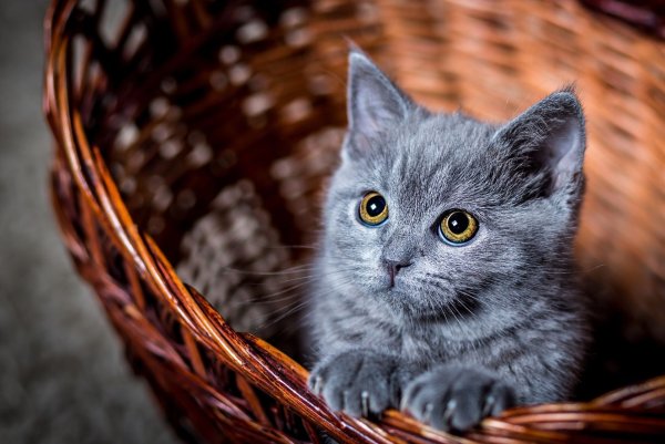 Красивые кошки